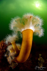 Plumose anemone or Frilled anemone, Zeeland, the Netherla... by Filip Staes 